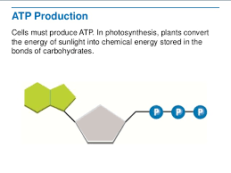 In eukaryotic organisms, photosynthesis occurs in chloroplasts. Atp Review Worksheet
