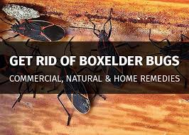 get rid of boxelder bugs permanently