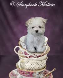 akc chion maltese puppies