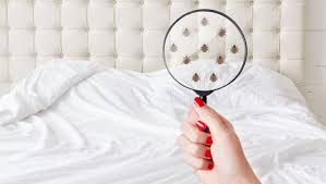 Bed Bug Bites Risk Factors Symptoms