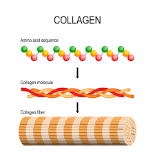21 most common questions about collagen