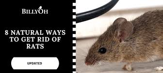 natural ways to get rid of rats