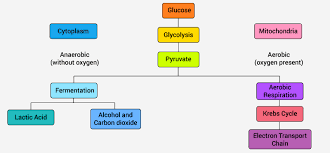 Cellular Respiration In Plants Animals Process Diagram