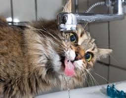 Owners of cats could be forgiven for thinking that just as when working out how much water people need to drink on a daily basis, this varies greatly according to factors such as the age and weight of. Why Does My Cat Drink So Much Water Petsoid