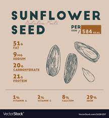 sunflower seed hand draw vector image