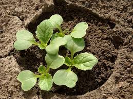 grow harvest chinese cabbage harvest