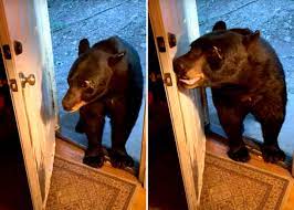 Bear Closes Door After Checking Out New Jersey Home, 42% OFF