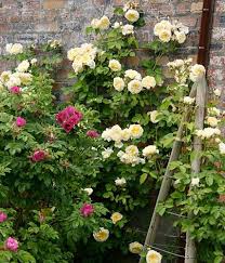 Rosen im garten kann jeder! Rosenarten Gartentipps Fur Jede Rosenart Living At Home