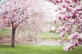 trees with pink flowers hd wallpaper