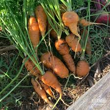 carrot growing 101 plus a tip from