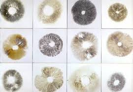 Www Survivallandusa Com Make A Spore Print Html Mushroom