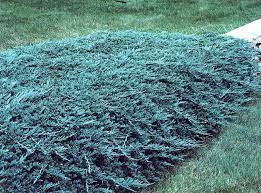 blue rug juniper