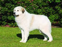great pyrenees dog puppy breed and
