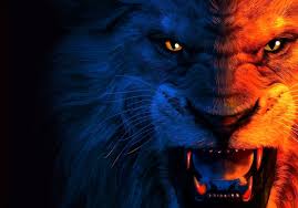 angry lion hd desktop wallpaper