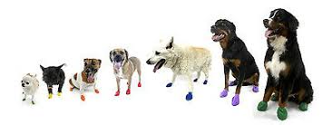 Pawz Rubber Waterproof Dog Boots 12 Disposable Boots Small