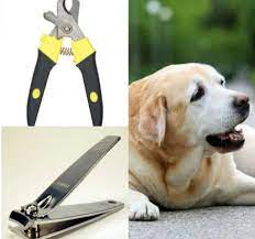 cut dog s nails with human clippers
