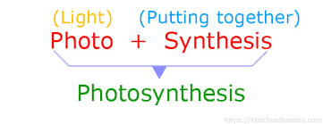 Photosynthesis For Kids What Is