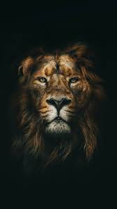 Lion Phone Wallpapers - Top Free Lion ...