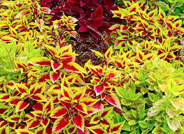 How To Create A Shade Garden With Coleus
