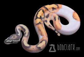 bob clark reptiles available ball pythons