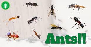 what types of ants do you have