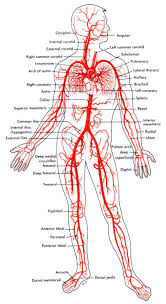 Review the major systemic veins of the body including the veins of the neck, arm, forearm, abdomen. Major Arteries Of The Body Anatomie Und Physiologie Anatomie Lernen Anatomie Korper