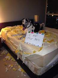 he ate the bed dogshaming