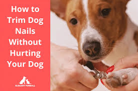 trim dog nails without hurting your dog