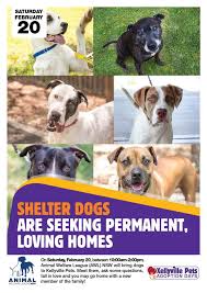 Mini's bulldog rescue club bondi junction, nsw. Adoption Day Shelter Dogs Need New Loving Homes Kellyville Pets
