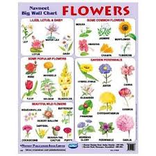 Wall Chart Flowers Pl Price In Pakistan Homeshopping Pk