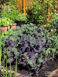 crop rotation for your vegetable garden