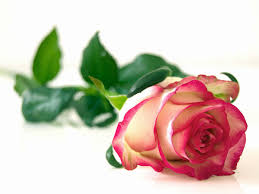 Rosa, la regina dei fiori | Caratteristiche e coltivazione -