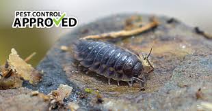 Pill Bugs Sow Bugs What Are They