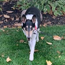 Learn more about italian greyhound rescue ohio in columbus, oh, and search the available pets they have up for adoption on petfinder. Almost Home Dog Rescue Of Ohio Home Facebook