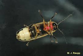 Just In Time For The 4th Of July Firefly Fireworks Lampyridae Bug Of The Week