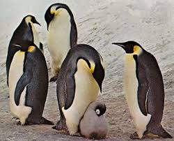 Penguin Features Habitat Facts Britannica