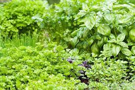Tips For Growing An Edible Herb Garden