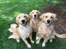 Maybe you would like to learn more about one of these? Golden Acres Michigan Golden Retriever Puppies For Sale Dog Cat And Pet Boarding Kennels And Grooming In Southeast Michigan