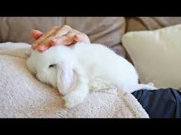 best bedding for rabbits helping you