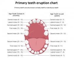 Baby Teeth Eruption Chart Vibrant