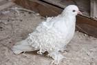 Image result for weird pigeons