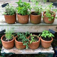 Mini Terracotta Herb Garden