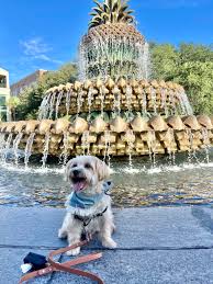11 fun dog friendly things to do in