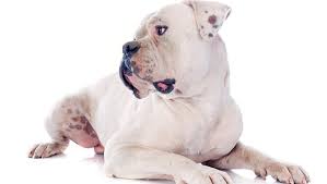 American Bulldog Breed Information Pictures Dogtime