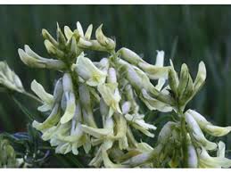 Astragalus australis (Indian milkvetch) | Native Plants of North America