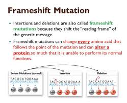 gene mutation and dna repair flashcards