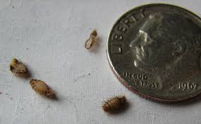 carpet beetle larvae