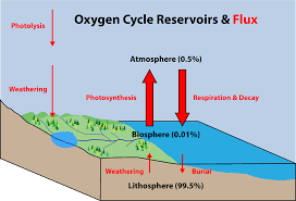 Oxygen Cycle Meaning Steps Diagram Chemistry Byjus