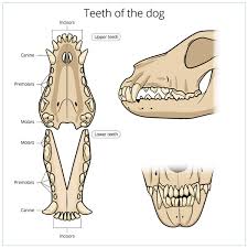 Everything You Need To Know About Puppy Teeth