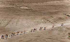 One of the most amazing desert mammals in the world is the camel. Camel Train Wikipedia